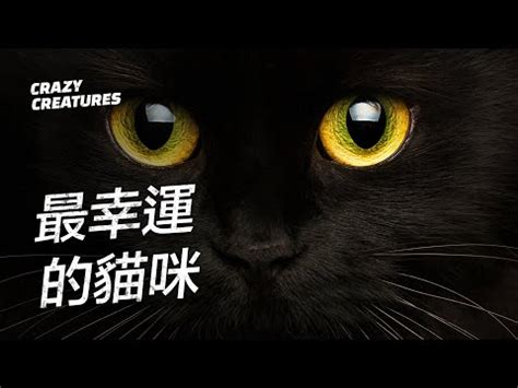 看見黑貓看見你|夢見黑貓就是不祥？揭開動物夢境之謎